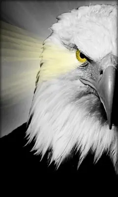 Eagle Live Wallpaper android App screenshot 2