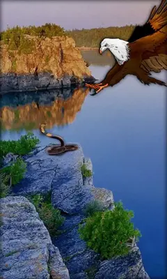 Eagle Live Wallpaper android App screenshot 3