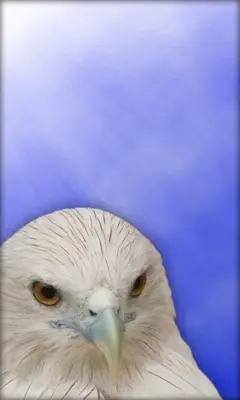 Eagle Live Wallpaper android App screenshot 4